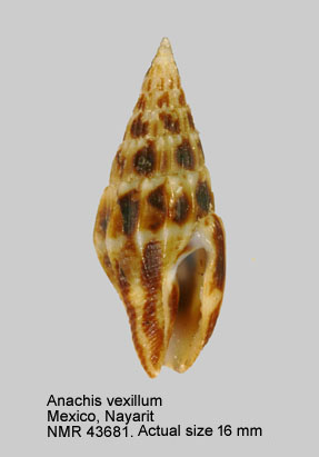 Anachis vexillum.jpg - Anachis vexillum(Reeve,1858)